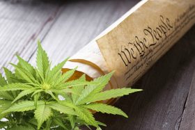 cannabis