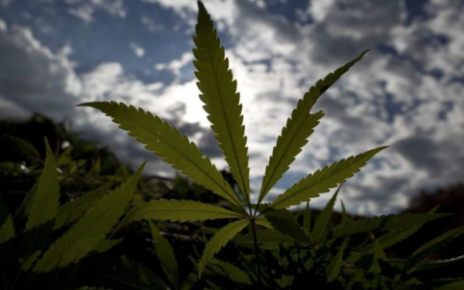 marijuana