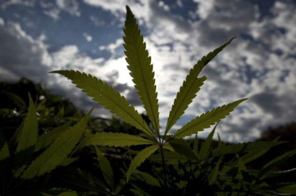 marijuana