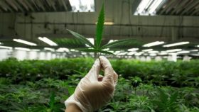 cannabis