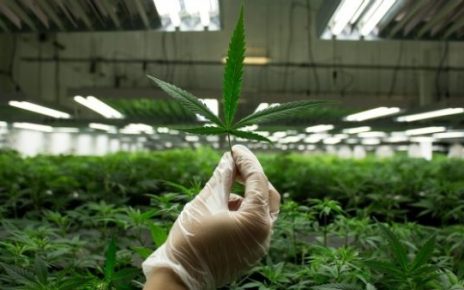 cannabis
