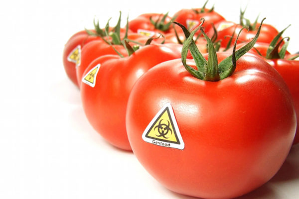 GMO