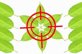 kratom