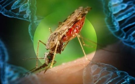 mosquitoes