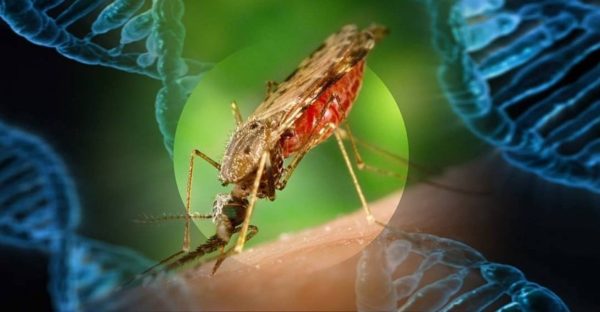 mosquitoes