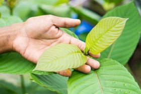 kratom