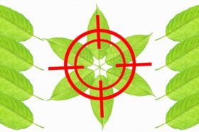 Kratom
