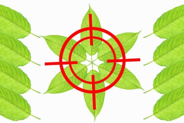 Kratom