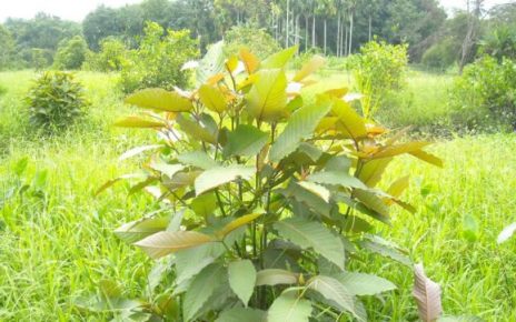 kratom