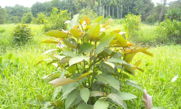 kratom
