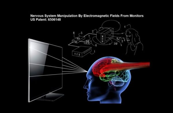nervous system