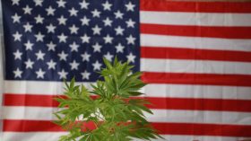 cannabis