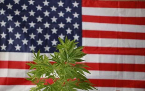 cannabis
