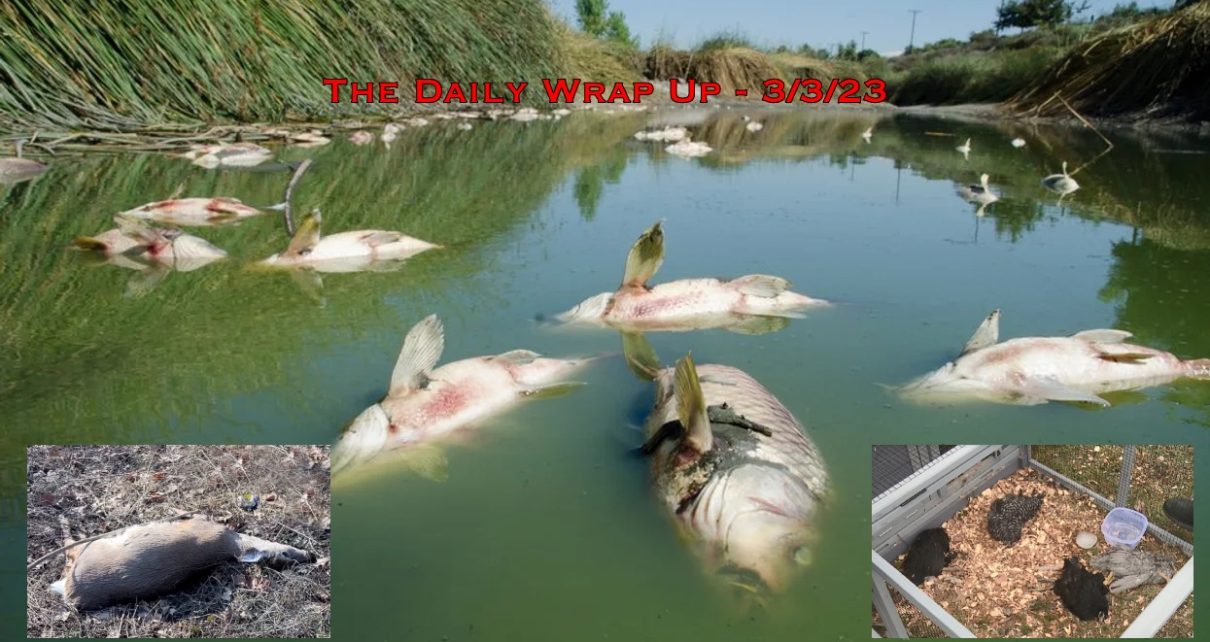 The Daily Wrap Up