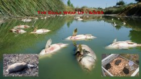 The Daily Wrap Up