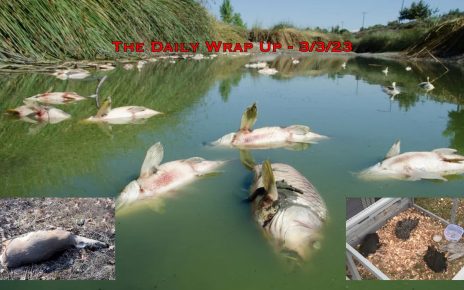The Daily Wrap Up