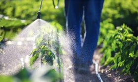 Pesticide
