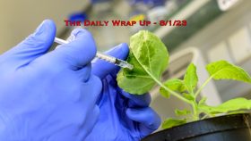 The Daily Wrap up