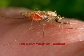 Mosquitoes