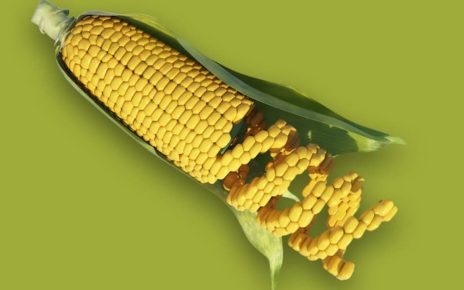 GMO