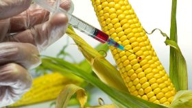 GMO
