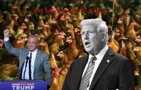 Bird Flu